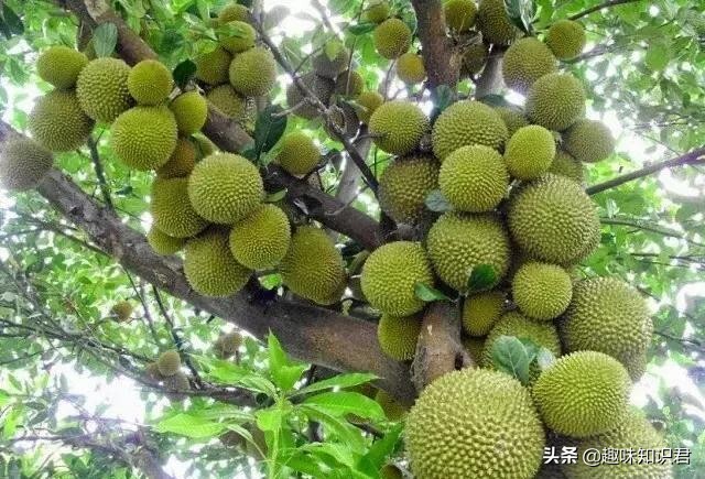 涨知识：盘点8条超级有趣的冷门小知识 第13张