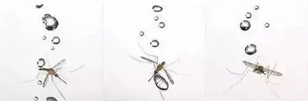 雨滴为什么砸不死蚊子？ 第3张