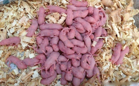 三吱儿是什么食物?中国菜品中的一种恐怖菜 第1张
