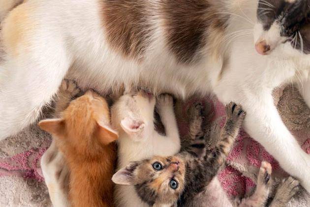 为什么大家都喝牛奶而不是猫奶狗奶猪奶 第3张