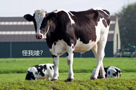 为什么大家都喝牛奶而不是猫奶狗奶猪奶 第5张