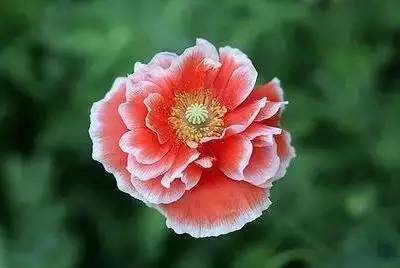 100种花的花语，太全了！ 第197张