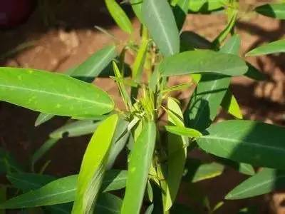 100种花的花语，太全了！ 第187张