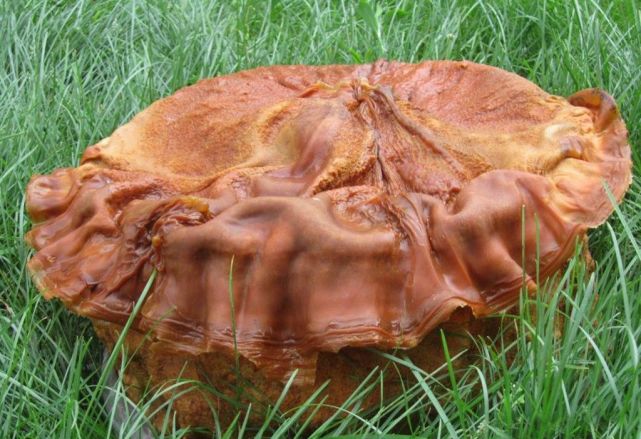 什么是太岁，不是植物不是动物的一坨“肉”，为什么能价值百万？ 第13张