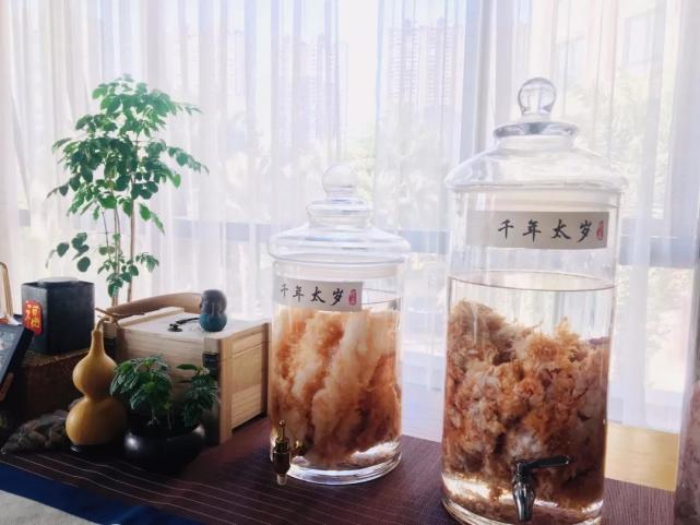 什么是太岁，不是植物不是动物的一坨“肉”，为什么能价值百万？ 第7张
