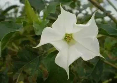 100种花的花语，太全了！ 第175张