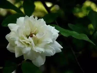 100种花的花语，太全了！ 第25张