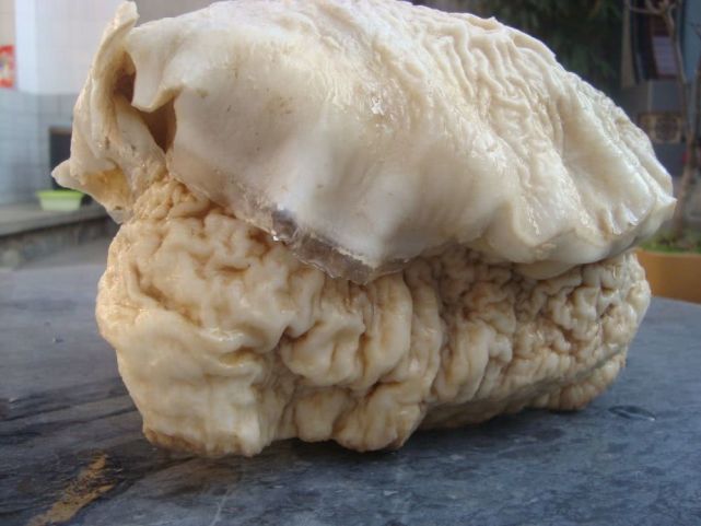什么是太岁，不是植物不是动物的一坨“肉”，为什么能价值百万？ 第1张