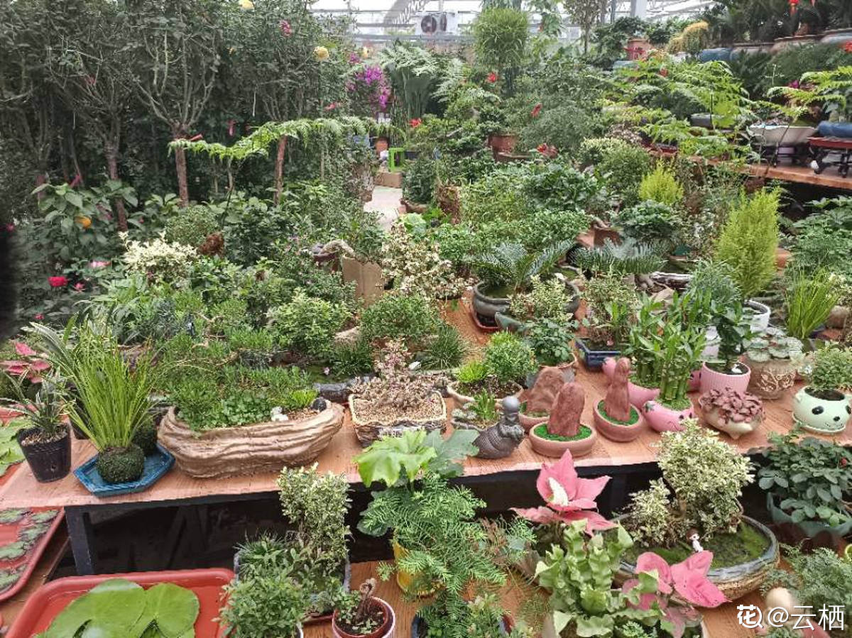 中国超美的两大花城，去了就不想走，鲜花按斤卖，品种一应俱全 第9张