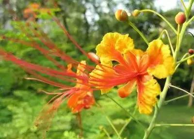 100种花的花语，太全了！ 第173张