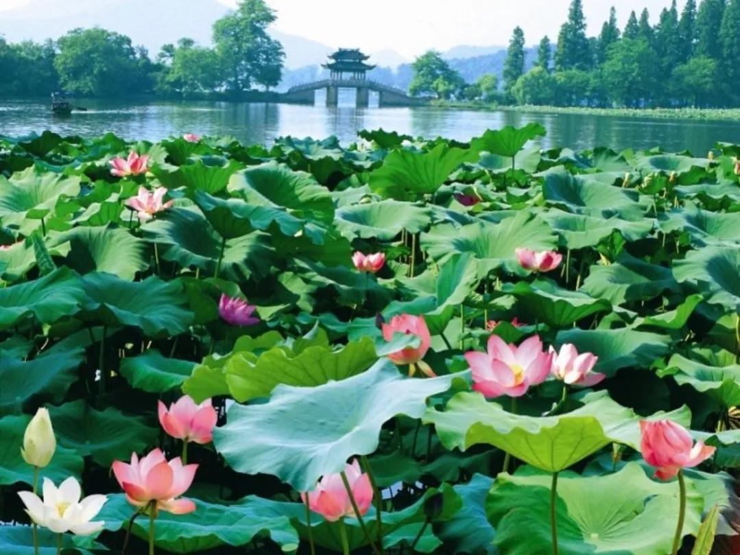 来杭州玩，必去的杭州西湖十景 第3张