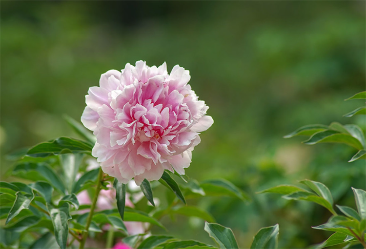 芍药的花语是情有所钟的爱、是依依不舍，殊不知也称作“将离草” 第1张