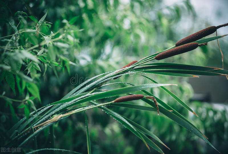 诗意的芦苇，是维护湿地生态系统的重要植物，用途还真不小啊 第1张