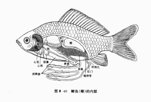 鱼有心脏吗在哪【鱼的心脏长什么样】 第1张