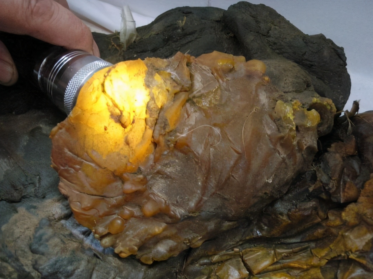 什么是太岁，不是植物不是动物的一坨“肉”，为什么能价值百万？ 第11张