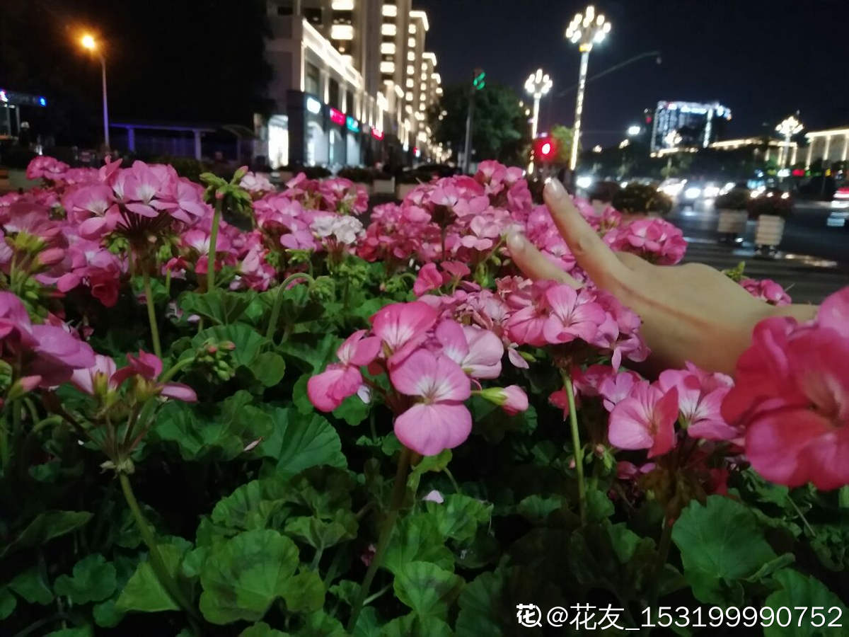 中国超美的两大花城，去了就不想走，鲜花按斤卖，品种一应俱全 第5张