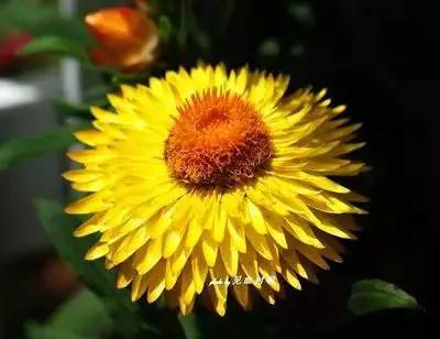 100种花的花语，太全了！ 第111张