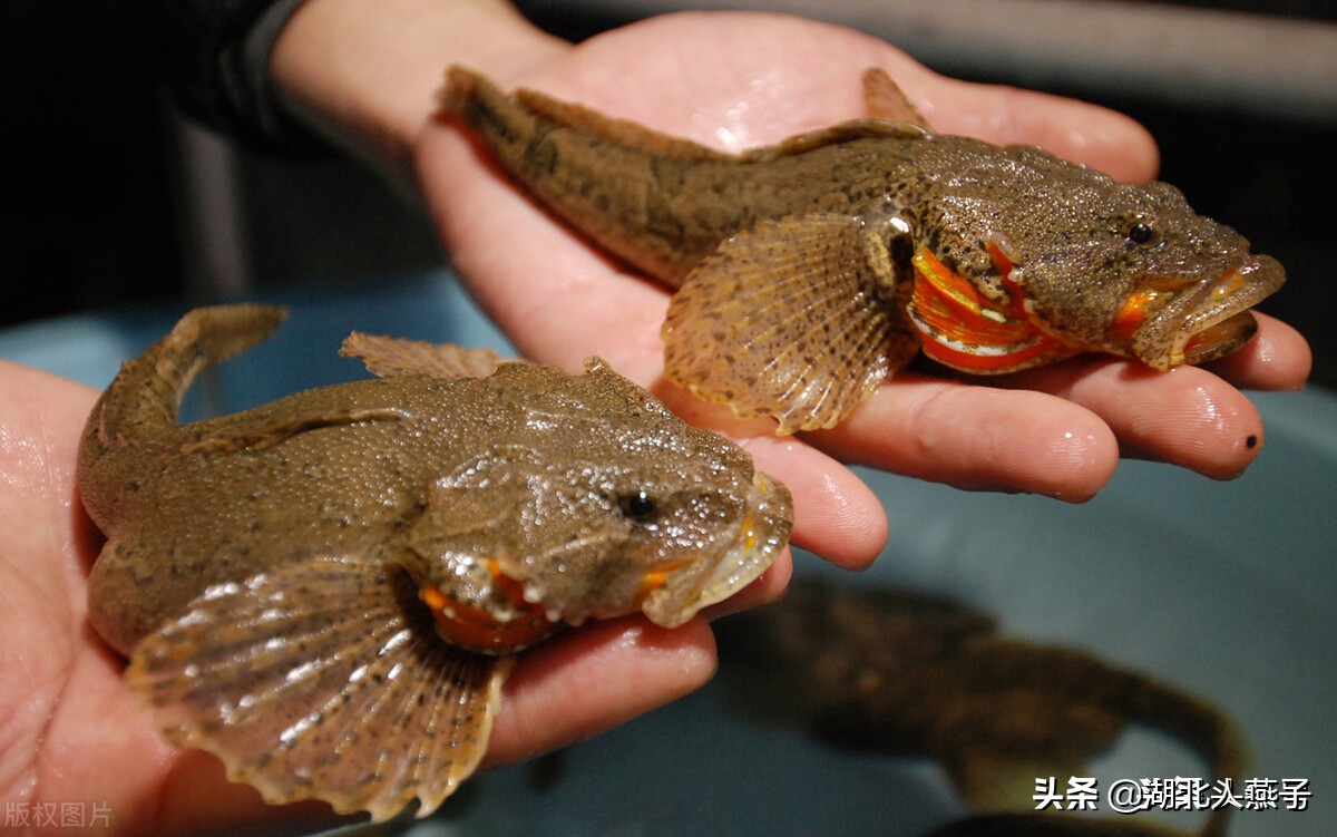 上海最出名的15道名菜，特色本帮菜菜谱，浓油赤酱，你吃过几道呢 第9张