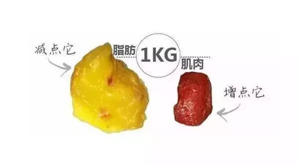 人体脂率多少才能健康线条 第13张