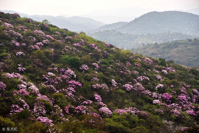井冈山旅游有哪些好玩的景点 井冈山十大景点推荐 第13张