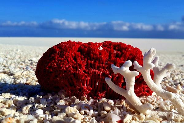 去西沙群岛怎么去?4种方式只有一种能行 第5张