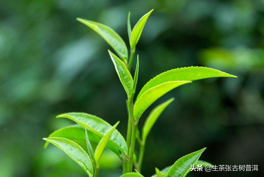 十大最古老的普洱茶树排名 云南普洱茶十大名牌 第11张