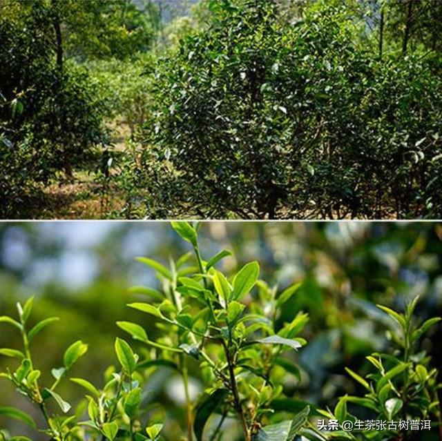 十大最古老的普洱茶树排名 云南普洱茶十大名牌 第13张