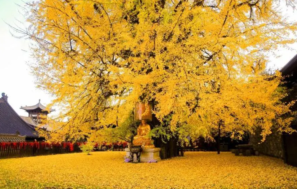 陕西旅游景点大全介绍（陕西旅游必去的20个免费景点） 第39张