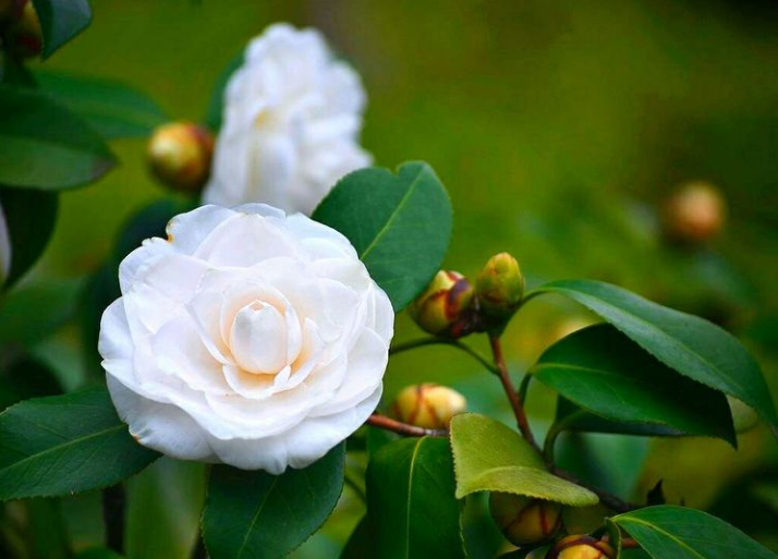 每日一花11.11：白色山茶花 第3张
