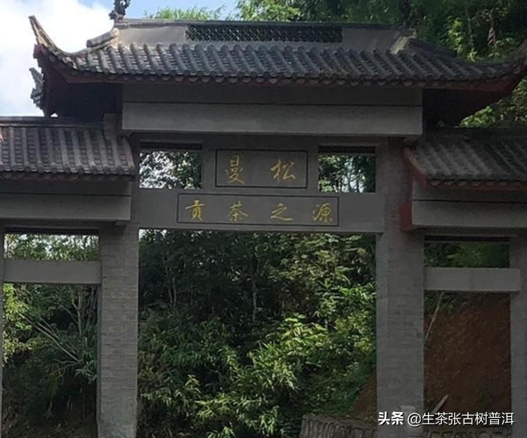 十大最古老的普洱茶树排名 云南普洱茶十大名牌 第5张