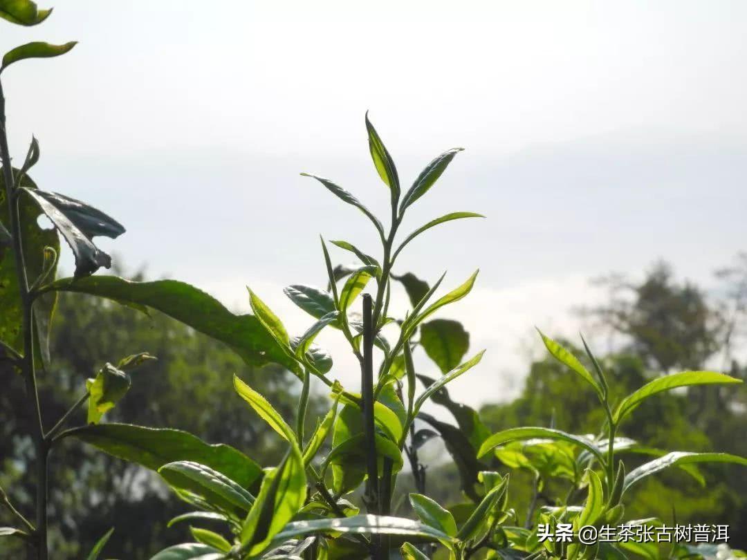 十大最古老的普洱茶树排名 云南普洱茶十大名牌 第1张