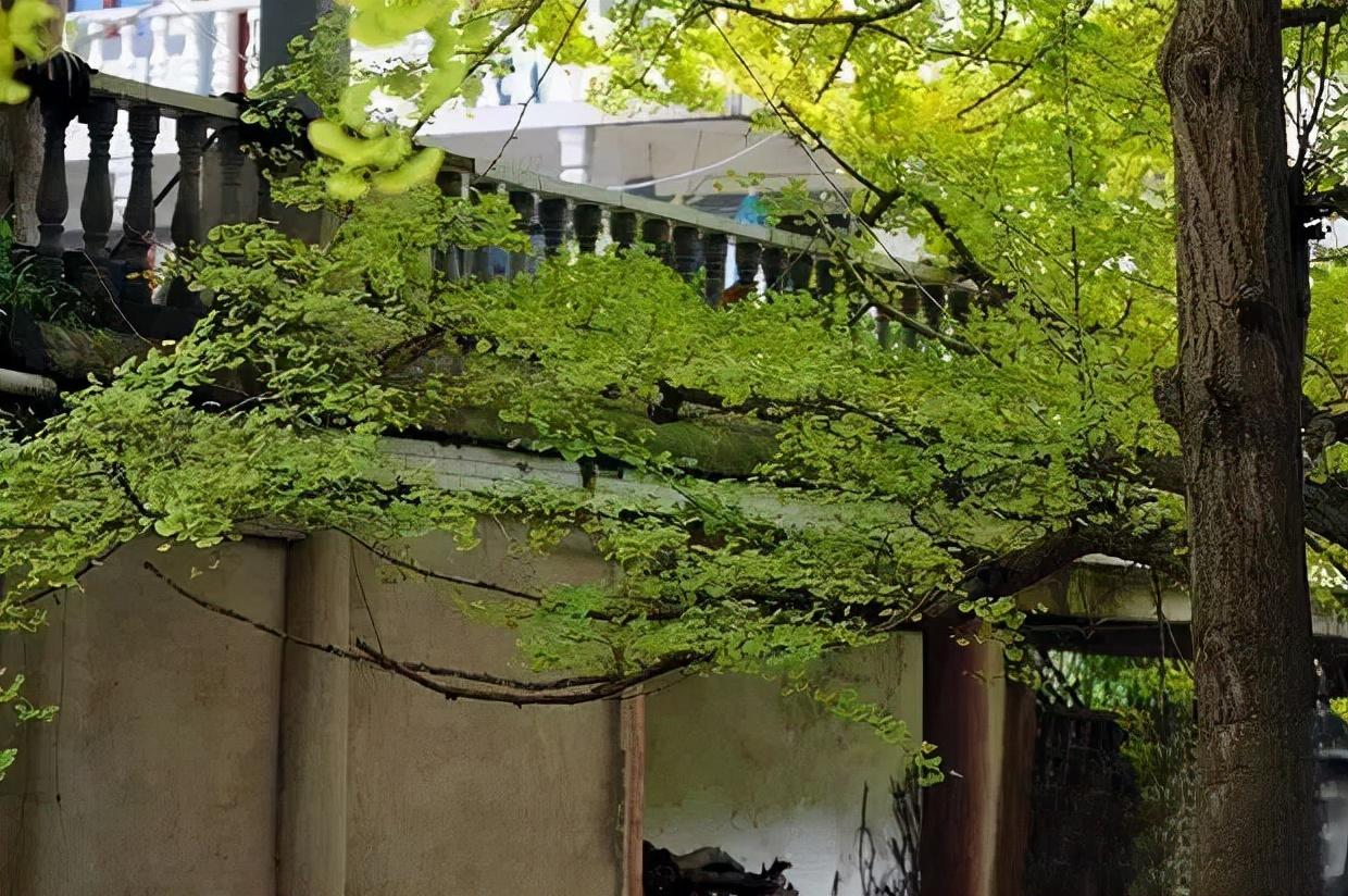 贵阳周边游玩景点推荐（贵阳旅游必去的9处古村古镇） 第9张