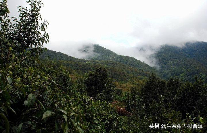 十大最古老的普洱茶树排名 云南普洱茶十大名牌 第19张