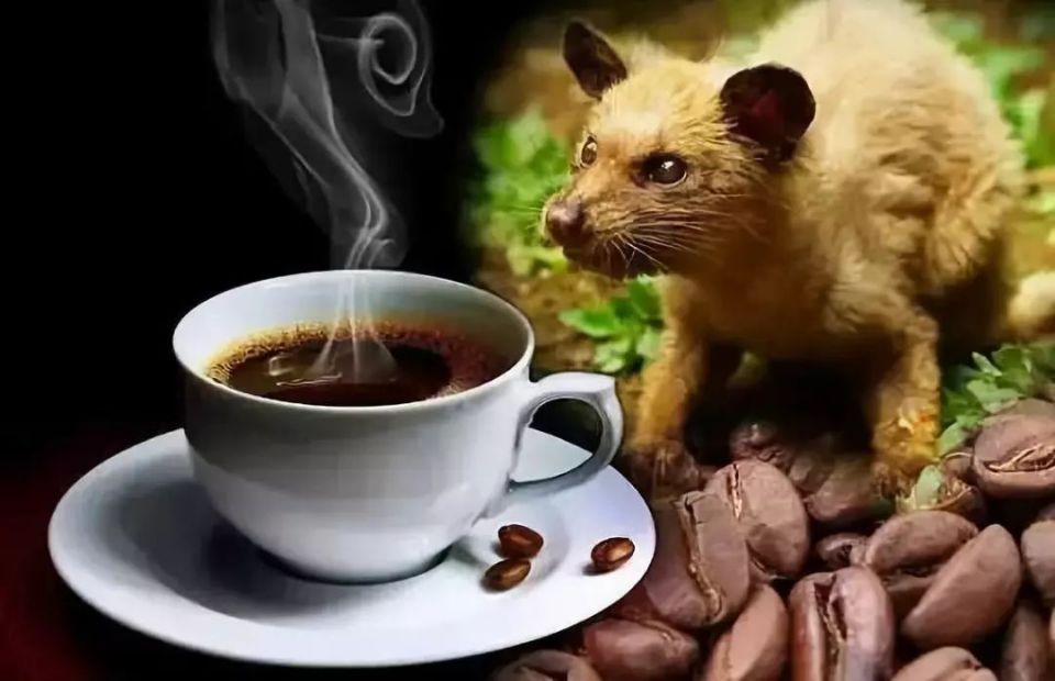 猫屎咖啡和猫无关？它还真是从灵猫消化道出来的，味道还不错呢 第9张