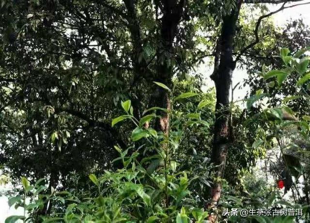 十大最古老的普洱茶树排名 云南普洱茶十大名牌 第17张