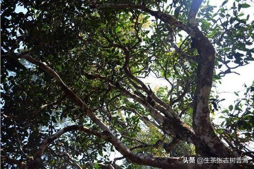 十大最古老的普洱茶树排名 云南普洱茶十大名牌 第7张