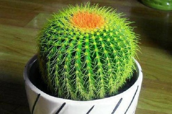 防辐射植物排行榜前十名（十大防辐射植物排行榜） 第1张
