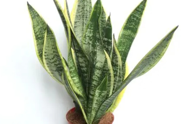 沙发旁边适合放什么植物（沙发边上适合放的六种盆栽植物） 第5张
