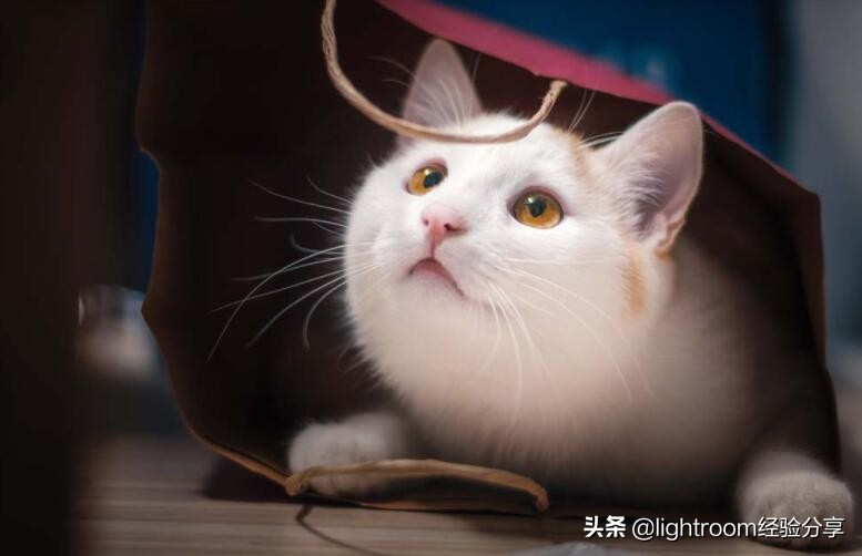 7种方法帮助你拍摄出充满活力的宠物肖像照 第11张