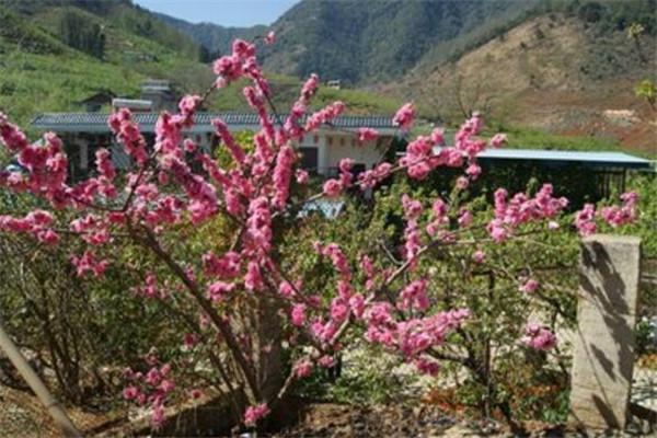 攀枝花有什么好玩的景点（攀枝花十大最好玩的地方） 第19张