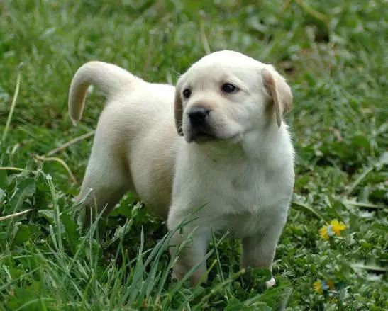 45种名犬，您都认识吗？ 第139张