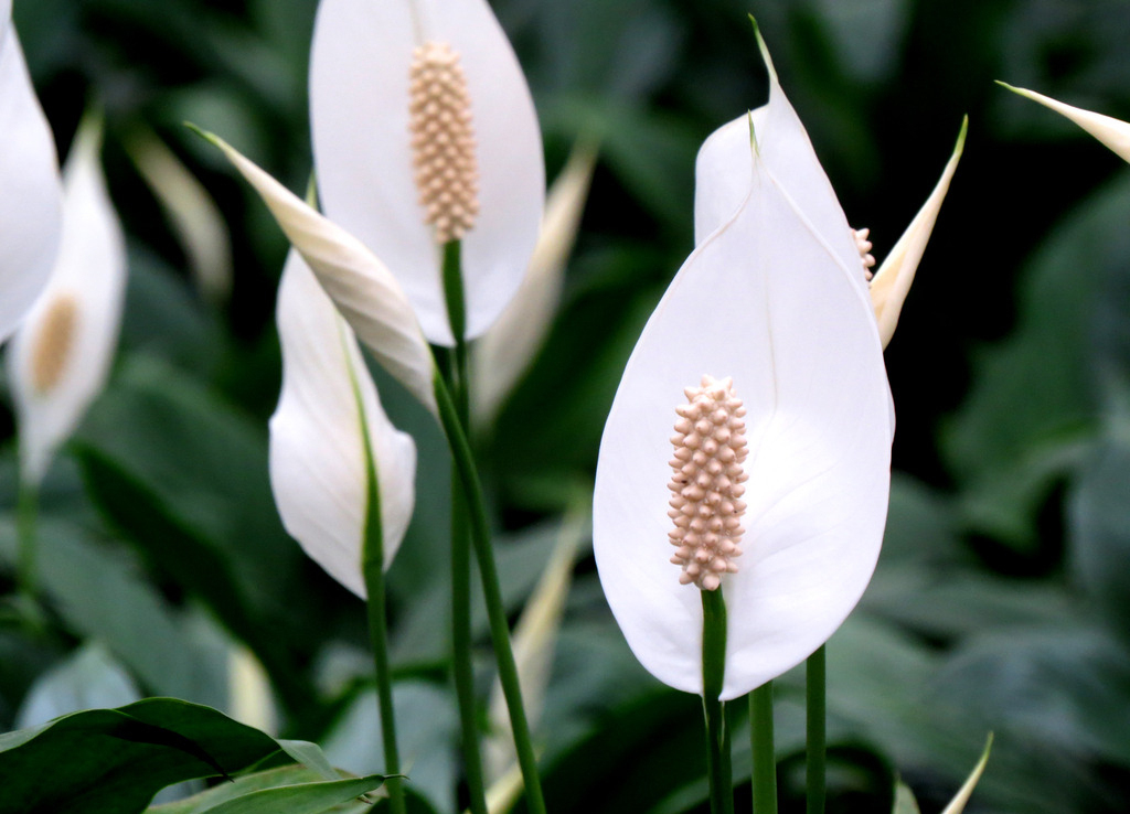0种最漂亮好养的白色花（白色的花有哪些及花名图片）"