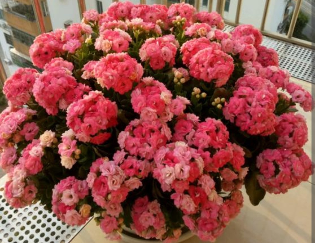 冬天开的花有哪些 八大冬天最耐寒的室外花品种 第15张