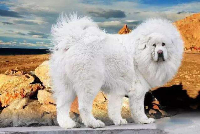 45种名犬，您都认识吗？ 第119张