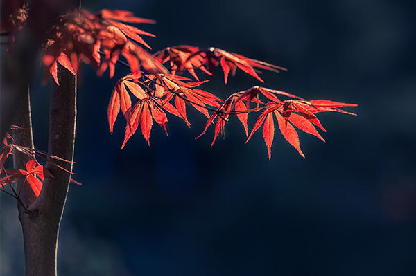 世界十大最美植物（世上最美的植物排行） 第5张