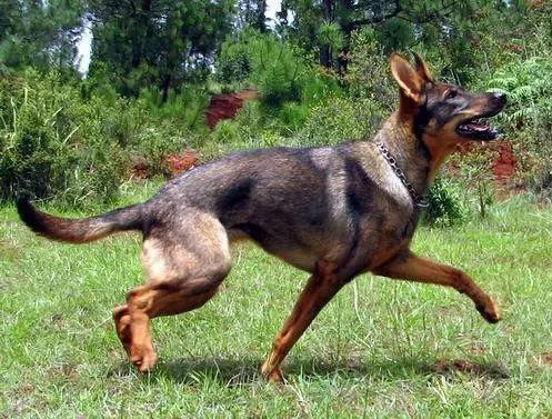 45种名犬，您都认识吗？ 第107张