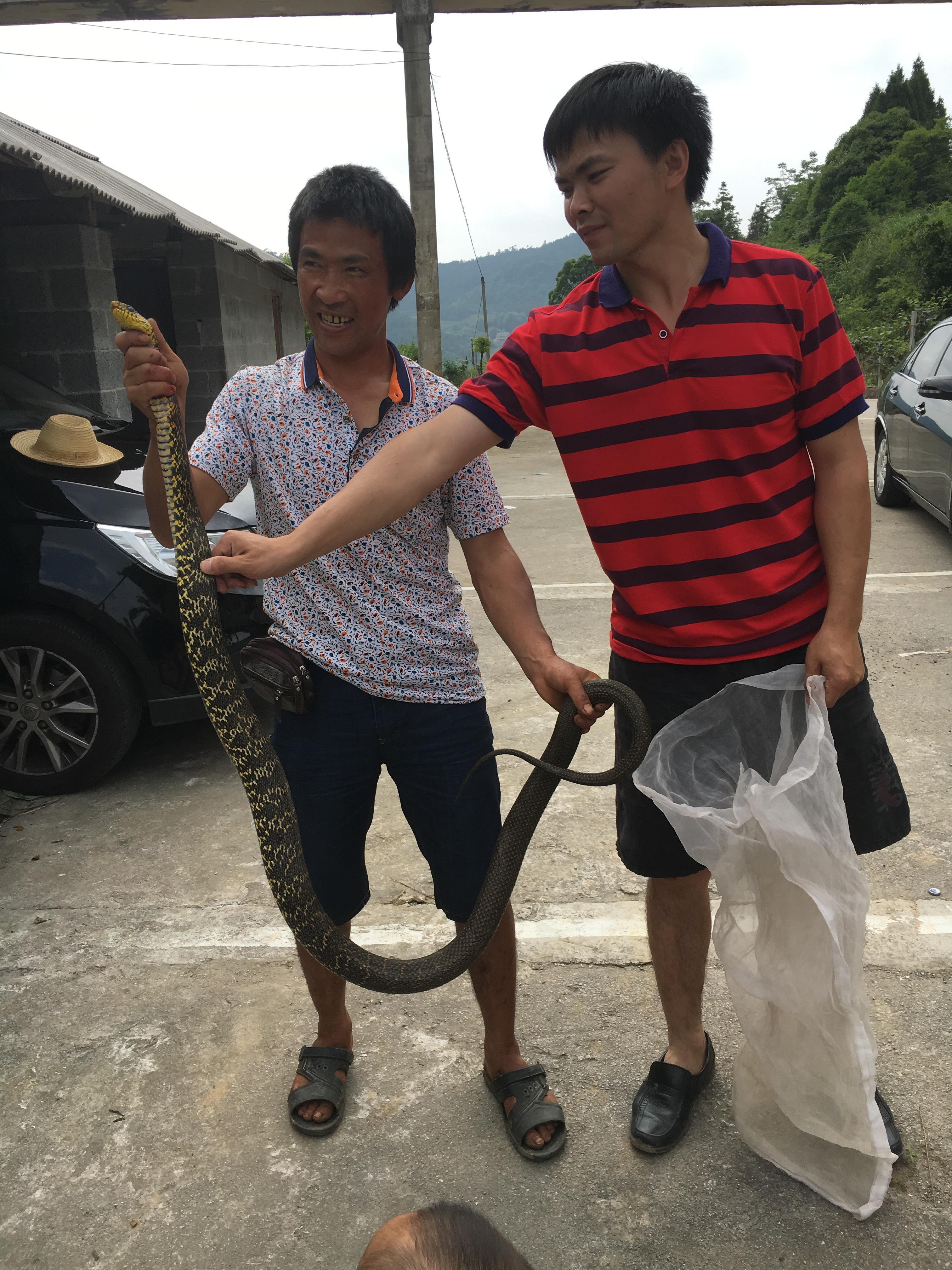 常见的大型蛇，无毒，靠自身强壮的身体和强大缠绕力来猎物 第9张
