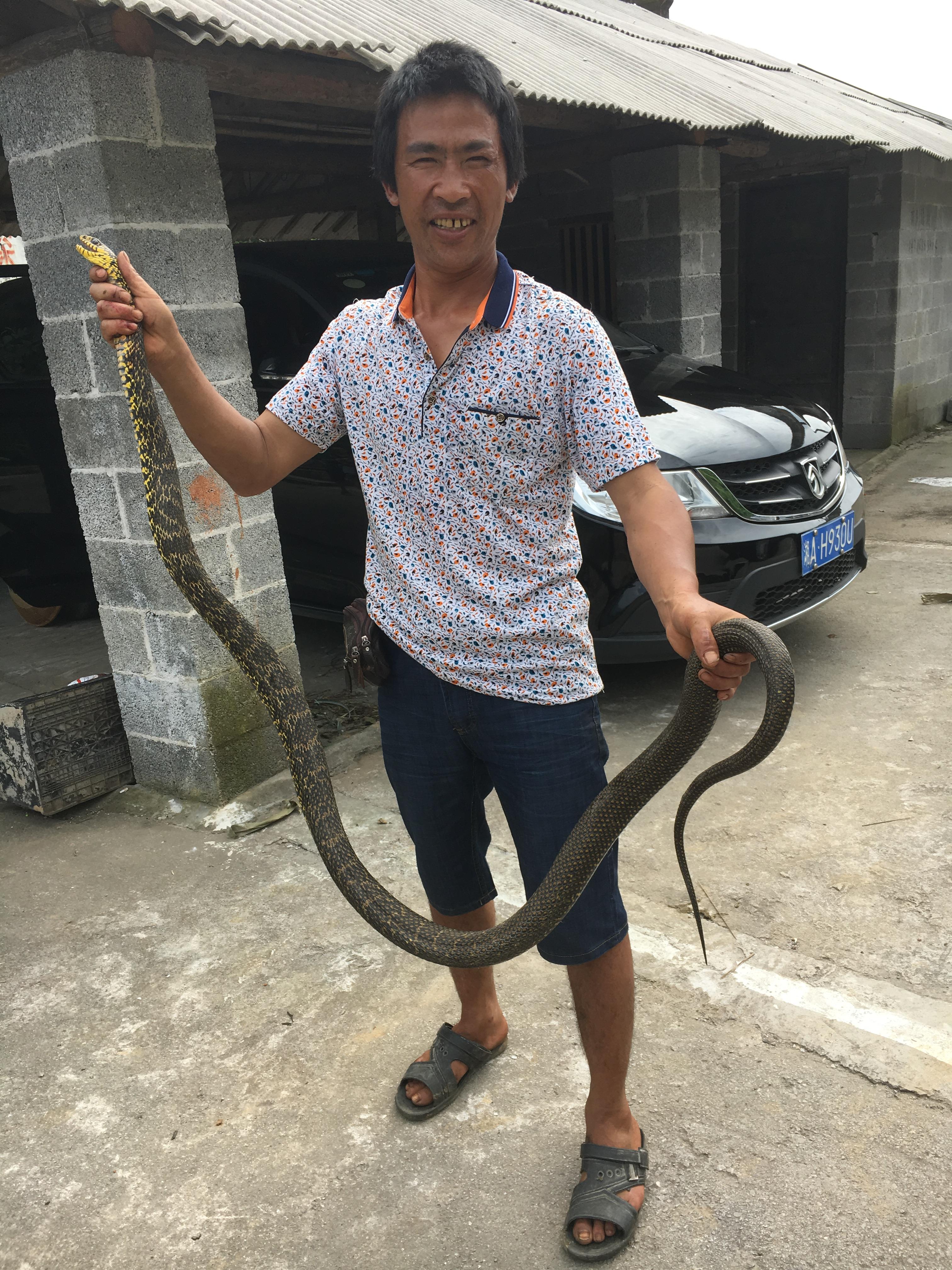 常见的大型蛇，无毒，靠自身强壮的身体和强大缠绕力来猎物 第1张