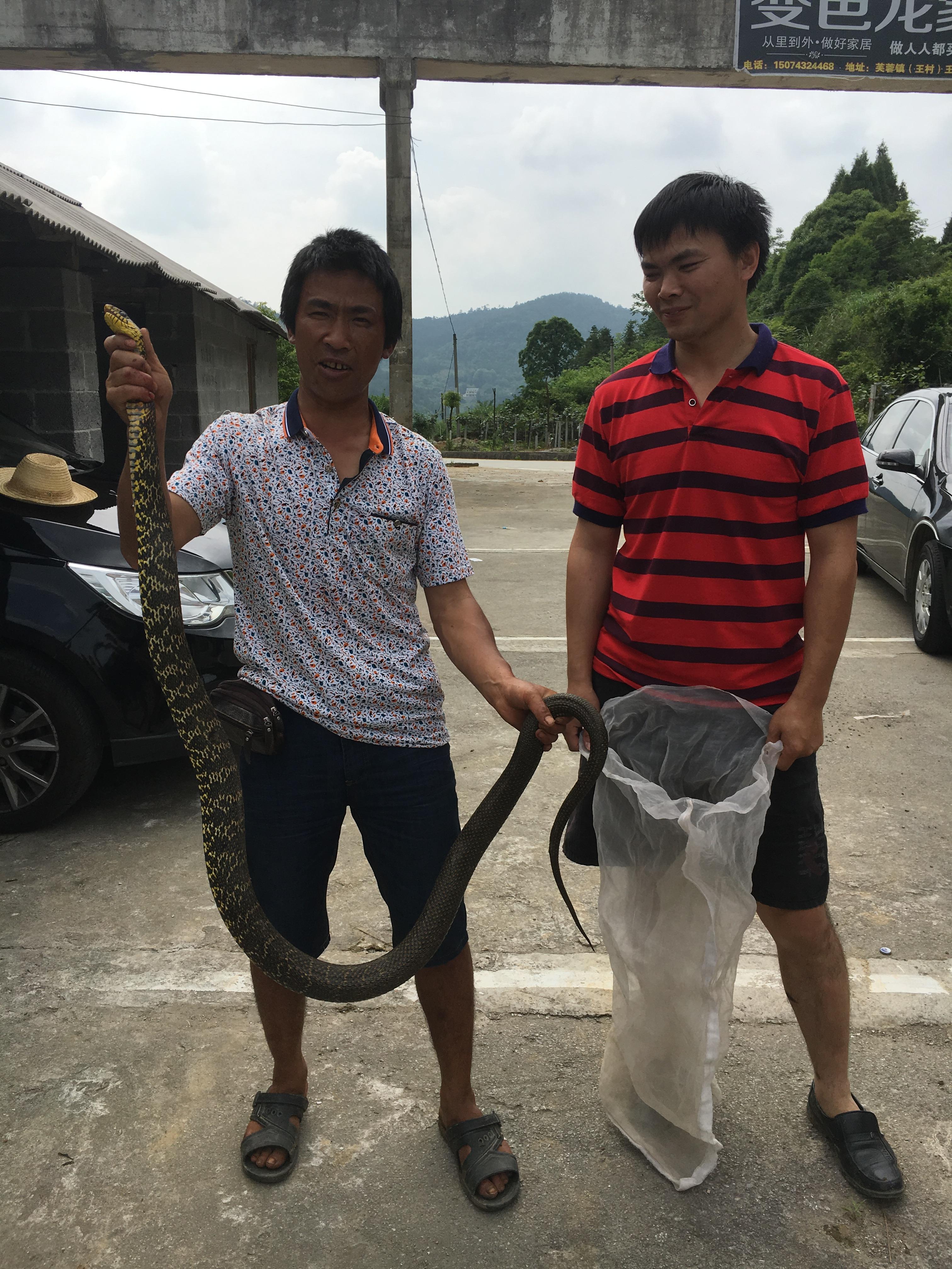 常见的大型蛇，无毒，靠自身强壮的身体和强大缠绕力来猎物 第3张