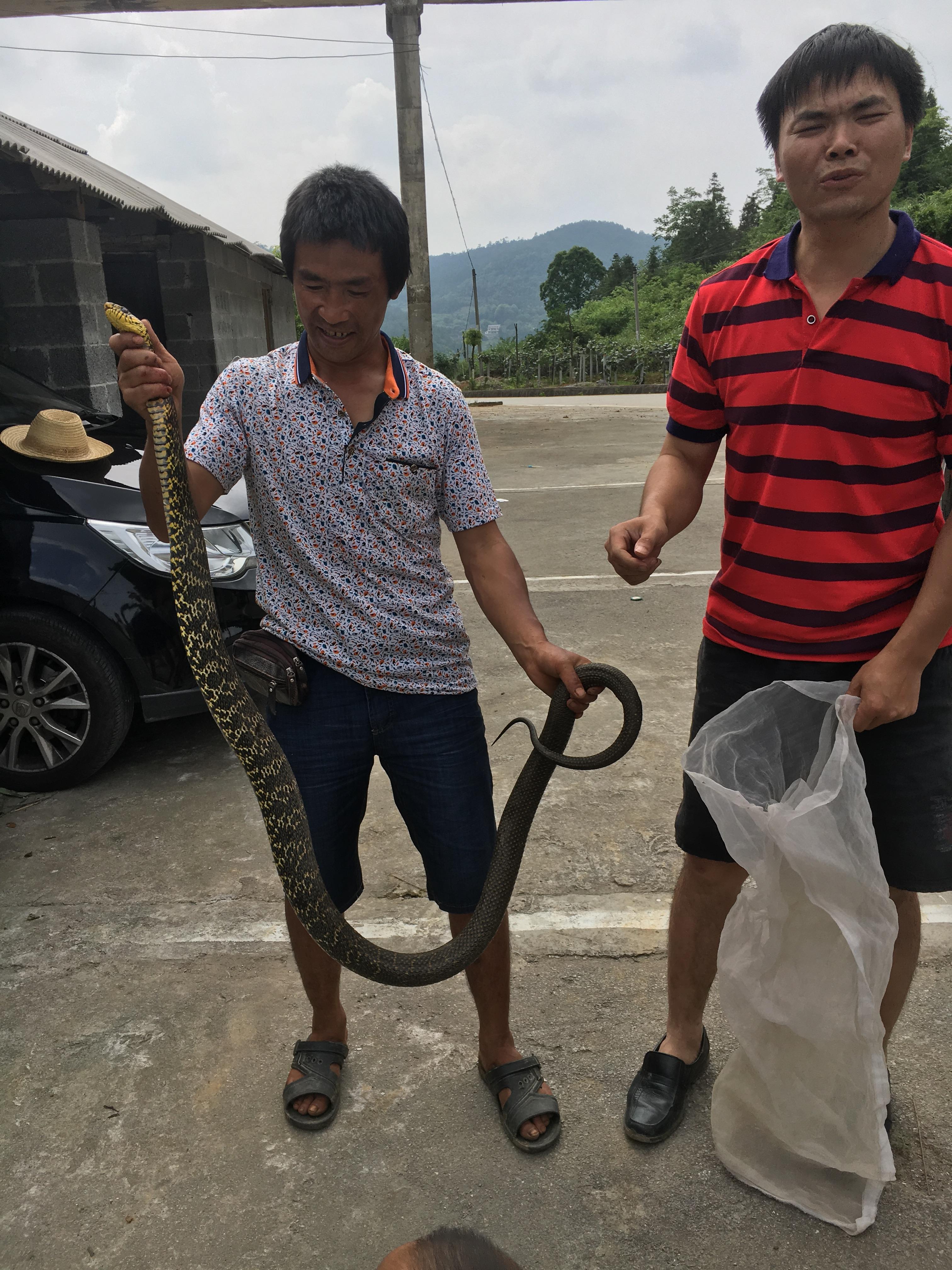 常见的大型蛇，无毒，靠自身强壮的身体和强大缠绕力来猎物 第11张